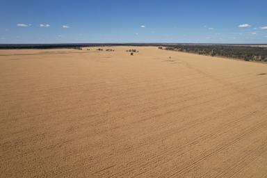 Mixed Farming For Sale - NSW - Carinda - 2831 - Myallawa  (Image 2)