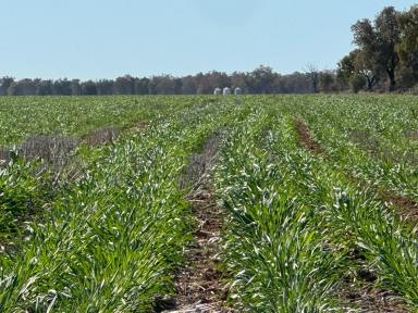 Mixed Farming For Sale - NSW - Carinda - 2831 - Myallawa  (Image 2)