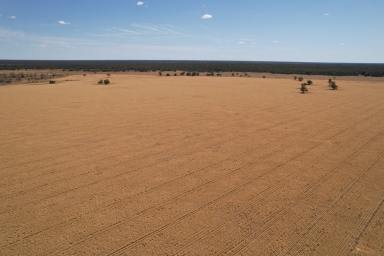 Mixed Farming For Sale - NSW - Carinda - 2831 - Myallawa  (Image 2)