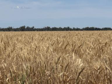 Mixed Farming For Sale - NSW - Carinda - 2831 - Myallawa  (Image 2)