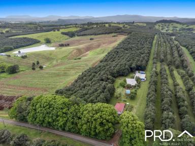 Lifestyle For Sale - NSW - Dorroughby - 2480 - 17+ Acres with Home, Cottage, Studio, Pool  (Image 2)