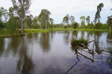 Livestock For Sale - NSW - Casino - 2470 - GRAZING & LIFESTYLE PROPERTY  (Image 2)