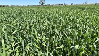 Mixed Farming For Sale - VIC - Connewirricoo - 3318 - Versatile and Reliable  (Image 2)