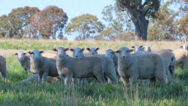 Mixed Farming For Sale - VIC - Connewirricoo - 3318 - Versatile and Reliable  (Image 2)