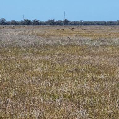 Commercial Farming For Lease - VIC - Bael Bael - 3579 - Rural Lease of 1917 acres in Northern Victoria  (Image 2)