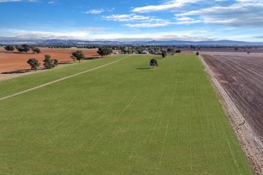 Cropping For Sale - NSW - Cowra - 2794 - 160 ACRES OF HIGH QUALITY COWRA FARMING COUNTRY!  (Image 2)