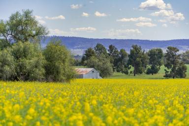 Cropping For Sale - NSW - Cowra - 2794 - 160 ACRES OF HIGH QUALITY COWRA FARMING COUNTRY!  (Image 2)