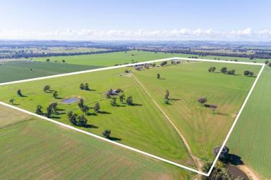 Cropping For Sale - NSW - Cowra - 2794 - 160 ACRES OF HIGH QUALITY COWRA FARMING COUNTRY!  (Image 2)