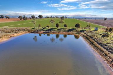 Cropping For Sale - NSW - Cowra - 2794 - 160 ACRES OF HIGH QUALITY COWRA FARMING COUNTRY!  (Image 2)