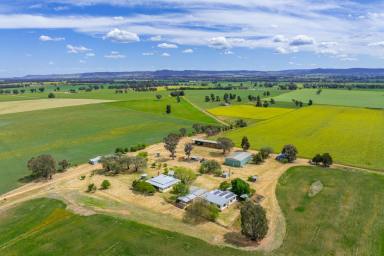 Cropping For Sale - NSW - Cowra - 2794 - 160 ACRES OF HIGH QUALITY COWRA FARMING COUNTRY!  (Image 2)