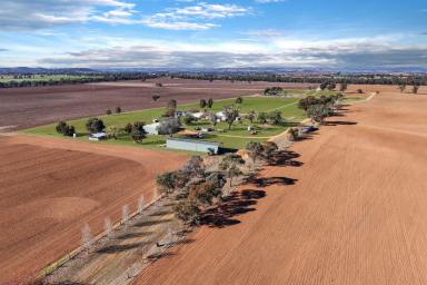 Cropping For Sale - NSW - Cowra - 2794 - 160 ACRES OF HIGH QUALITY COWRA FARMING COUNTRY!  (Image 2)