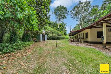 House For Sale - QLD - Lower Daintree - 4873 - First Home Buyers - Your Chance is NOW!  (Image 2)