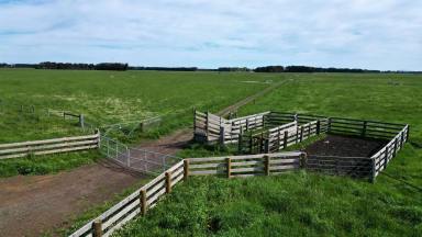 Livestock For Sale - VIC - Chocolyn - 3260 - QUALITY CAMPERDOWN DISTRICT ACREAGE  (Image 2)