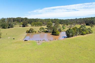 Livestock Auction - NSW - Coila - 2537 - Coila Creek Farm - A Private & Picturesque Coastal Location  (Image 2)