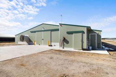 Livestock For Sale - VIC - Rosedale - 3847 - STATE-OF-THE-ART POULTRY ENTERPRISE  (Image 2)