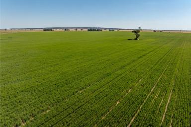 Cropping Auction - NSW - Binya - 2665 - Large scale dryland  (Image 2)