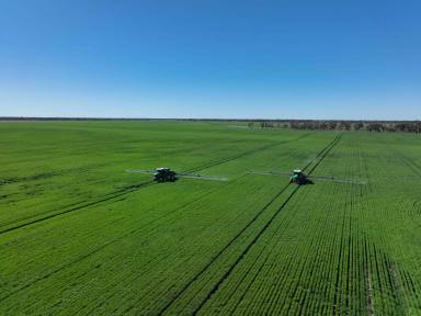 Cropping For Sale - QLD - Toobeah - 4498 - UNPRECEDENTED LARGE SCALE CROPPING OPPORTUNITY  (Image 2)