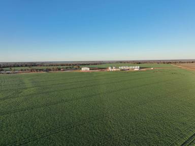 Cropping For Sale - QLD - Toobeah - 4498 - UNPRECEDENTED LARGE SCALE CROPPING OPPORTUNITY  (Image 2)