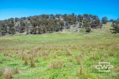 Livestock For Sale - NSW - Deepwater - 2371 - Expansive Rural Property with Stunning Views and Grazing Land – Only 10 Minutes from Deepwater  (Image 2)