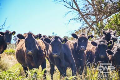 Livestock For Sale - NSW - Deepwater - 2371 - Expansive Rural Property with Stunning Views and Grazing Land – Only 10 Minutes from Deepwater  (Image 2)