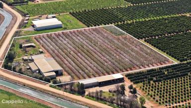 Horticulture For Sale - NSW - Nericon - 2680 - Established Almond Farms with Industrial Shedding  (Image 2)