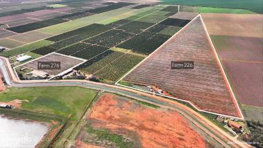 Horticulture For Sale - NSW - Nericon - 2680 - Established Almond Farms with Industrial Shedding  (Image 2)