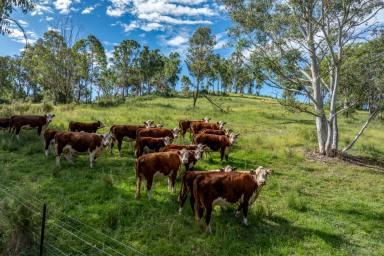 Farmlet For Sale - NSW - Goulburn - 2580 - Rural Lifestyle close to Goulburn  (Image 2)