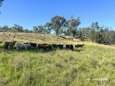 Mixed Farming For Sale - NSW - Warialda - 2402 - FAIRFIELD  (Image 2)