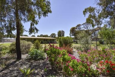 Farmlet For Sale - SA - Naracoorte - 5271 - 20 Acres - Lifestyle/Farmlet - Bring the Animals  (Image 2)