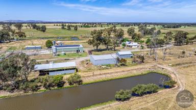 Cropping Auction - VIC - Pine Lodge - 3631 - Prime location, quality farm plan, huge potential  (Image 2)