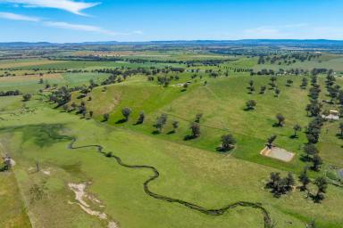 Mixed Farming For Sale - NSW - Cowra - 2794 - 233 ACRES OF HIGHLY PRODUCTIVE GRAZING AND 2.8KM OF DUAL CREEK FRONTAGE!  (Image 2)