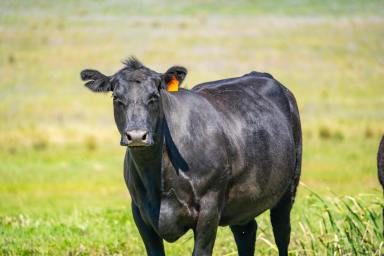 Mixed Farming For Sale - NSW - Cowra - 2794 - 233 ACRES OF HIGHLY PRODUCTIVE GRAZING AND 2.8KM OF DUAL CREEK FRONTAGE!  (Image 2)