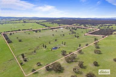 Farmlet For Sale - VIC - Beaufort - 3373 - 145 Acres Mountain Views With Large Shed  (Image 2)