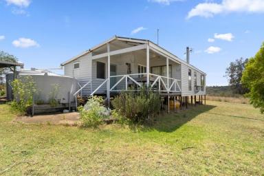 Livestock For Sale - QLD - West Haldon - 4359 - "Roena"  (Image 2)