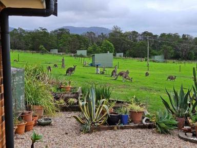 Lifestyle For Sale - NSW - Kangaroo Valley - 2577 - Location, wildlife and lifestyle sanctuary with options for a bargain!  (Image 2)