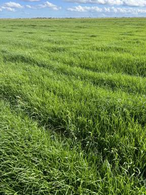 Other (Rural) For Sale - VIC - Kerang East - 3579 - 103 Ha (255 Acres) of Prime Irrigation Farming Land  (Image 2)