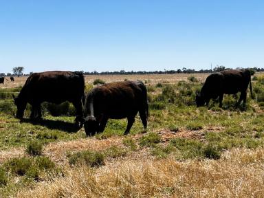 Other (Rural) For Sale - VIC - Kerang East - 3579 - 103 Ha (255 Acres) of Prime Irrigation Farming Land  (Image 2)