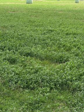 Other (Rural) For Sale - VIC - Kerang East - 3579 - 103 Ha (255 Acres) of Prime Irrigation Farming Land  (Image 2)