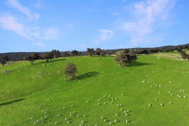 Mixed Farming For Sale - NSW - Woodstock - 2793 - 1,385ACRES* OF SECURE, HIGH RAINFALL TABLELANDS GRAZING!  (Image 2)