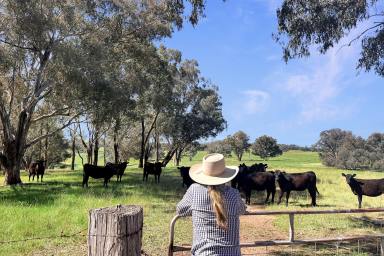 Mixed Farming For Sale - NSW - Woodstock - 2793 - 1,385ACRES* OF SECURE, HIGH RAINFALL TABLELANDS GRAZING!  (Image 2)