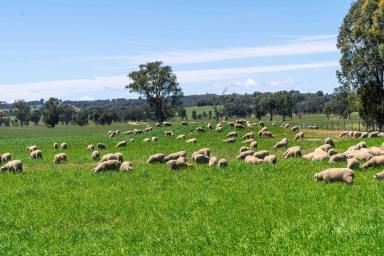 Mixed Farming For Sale - VIC - Glenrowan West - 3675 - PREMIUM LIFESTYLE AND PRODUCTIVE AGRICULTURAL OFFERING  (Image 2)