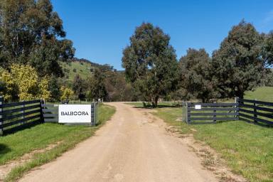 Livestock For Sale - VIC - Pastoria - 3444 - HIGHLY PRODUCTIVE LIVESTOCK GRAZING OPERATION  (Image 2)