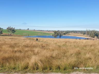 Mixed Farming For Sale - NSW - Inverell - 2360 - Premium Lifestyle, Productive Agricultural Offering  (Image 2)