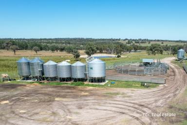 Mixed Farming For Sale - NSW - Inverell - 2360 - Premium Lifestyle, Productive Agricultural Offering  (Image 2)