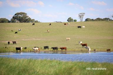 Mixed Farming For Sale - NSW - Inverell - 2360 - Premium Lifestyle, Productive Agricultural Offering  (Image 2)