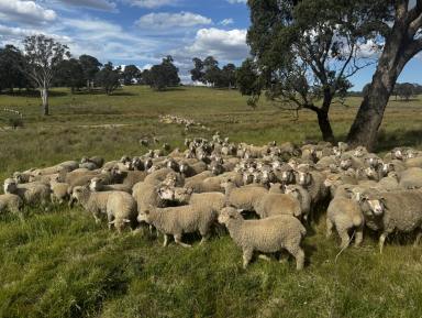 Livestock For Sale - NSW - Binda - 2583 - Bald Hill  (Image 2)