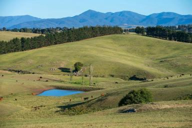 Livestock For Sale - NSW - Toothdale - 2550 - Fairview  (Image 2)