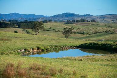 Livestock For Sale - NSW - Toothdale - 2550 - Fairview  (Image 2)