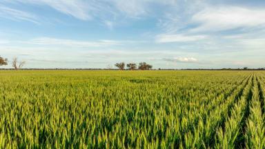 Cropping For Sale - VIC - Kyabram - 3620 - Eastern Aggregation KAF Portfolio  (Image 2)