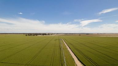 Cropping For Sale - VIC - Girgarre - 3624 - Southern Aggregation KAF Portfolio  (Image 2)